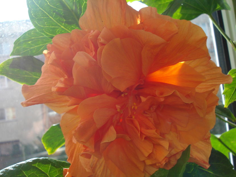  - Hibiscus Panorama