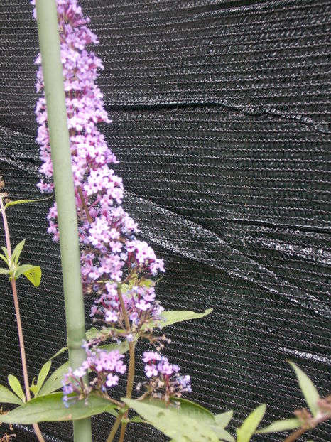 Liliac de vara Blue 11 lei/planta - De vanzare toamna 2018