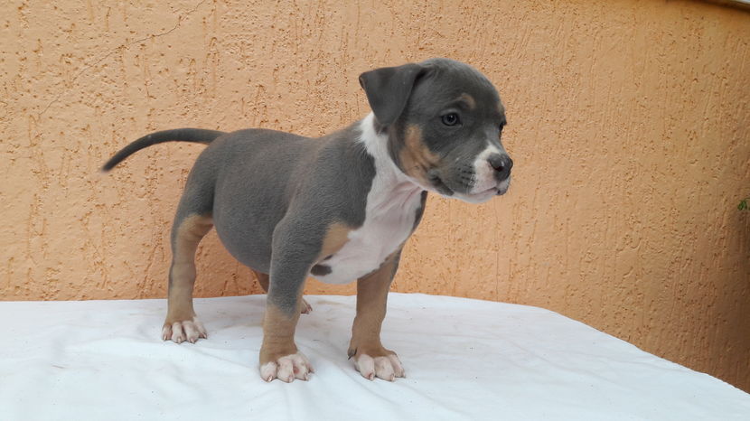 7 SAPTAMANI - DE VANZARE PITBULL KHALEESI tricolor blue femela expirat