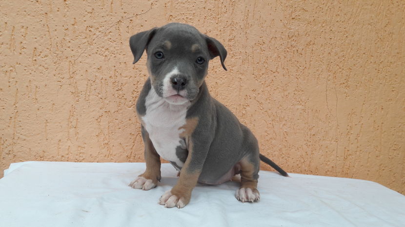  - DE VANZARE PITBULL KHALEESI tricolor blue femela expirat