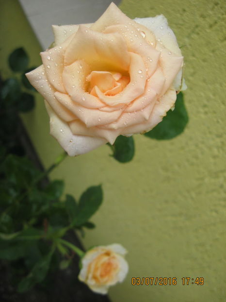 Picture 6627