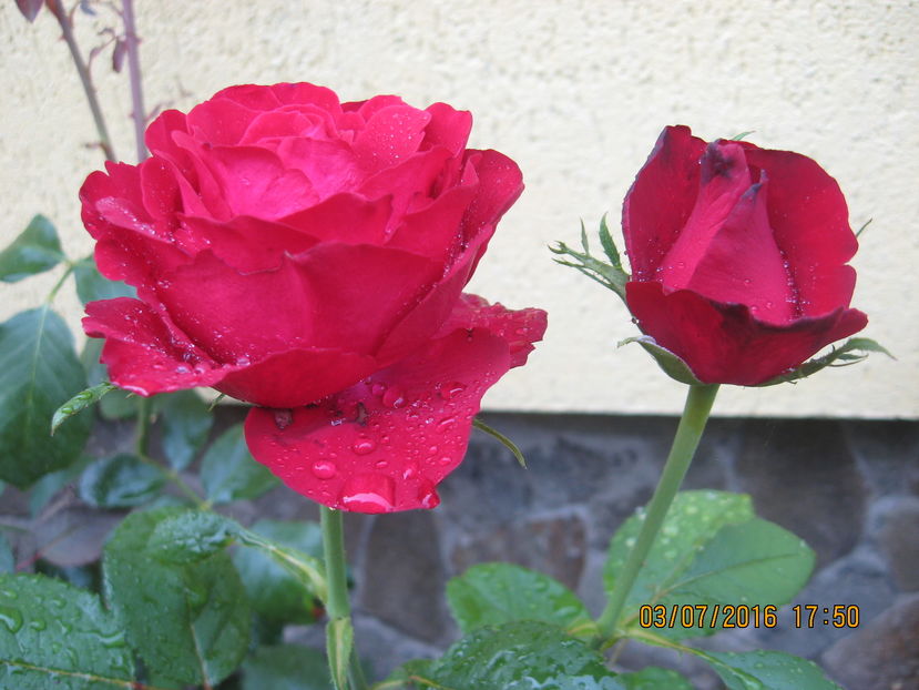 Picture 6631