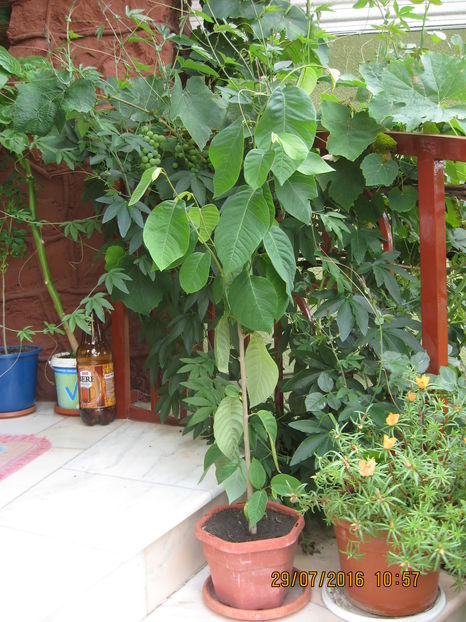 In fata-CHERIMOYA, in spate- CAERULEA. - Passiflora caerulea