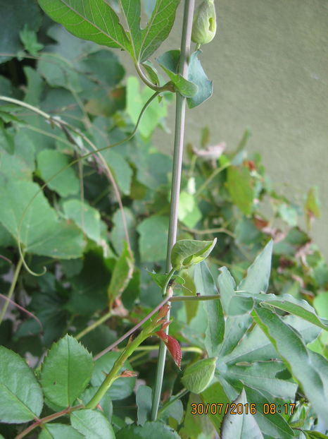 Au aparut "bobocii" - Passiflora caerulea