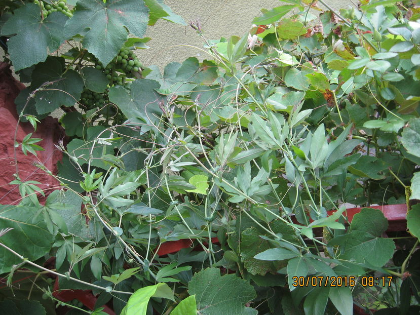 De la pamint pina aici are 2,5 metri - Passiflora caerulea