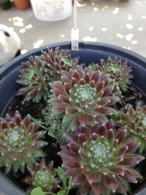 5 lei