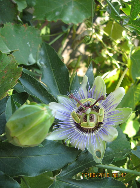 si a inceput inflorirea. - Passiflora caerulea