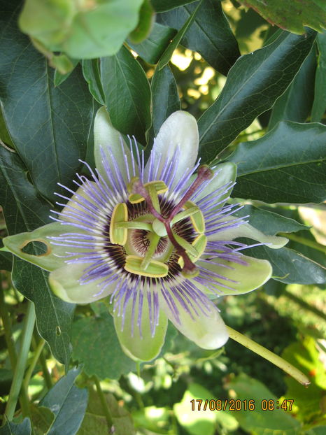 Picture 7019 - Passiflora caerulea