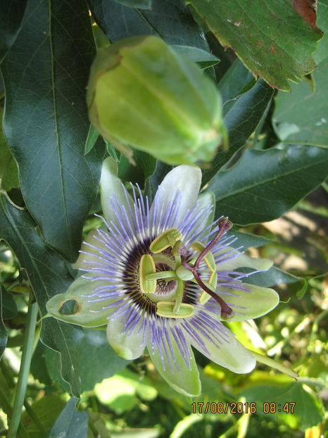 Picture 7020 - Passiflora caerulea