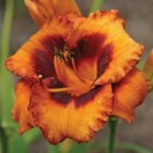 madeline nettles - Hemerocalis 2016