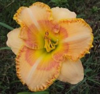 wisest of wizards - Hemerocalis 2016