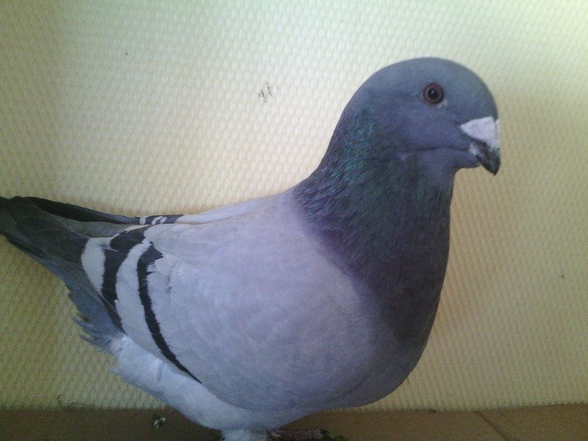 SPLENDORII