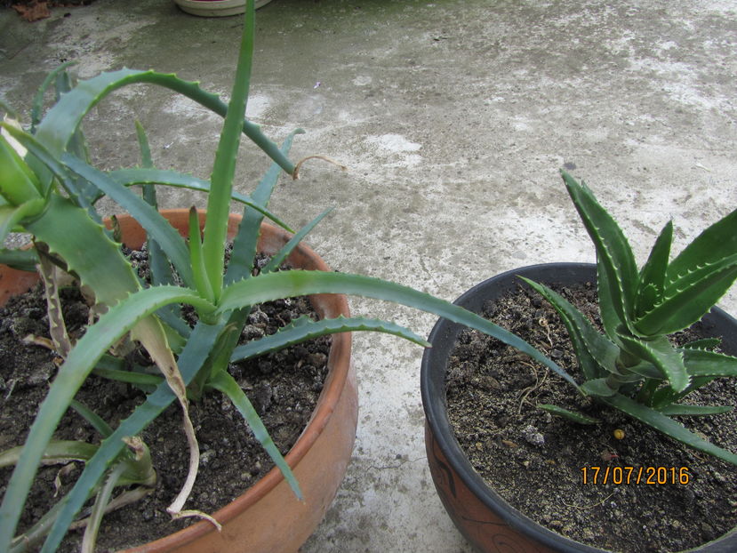 aloe - Si citeva ghivece