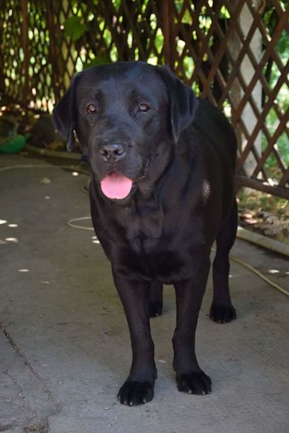 Clara  3 ani  , - 1 labrador retriever Povestea Clarei si a lui Bubu