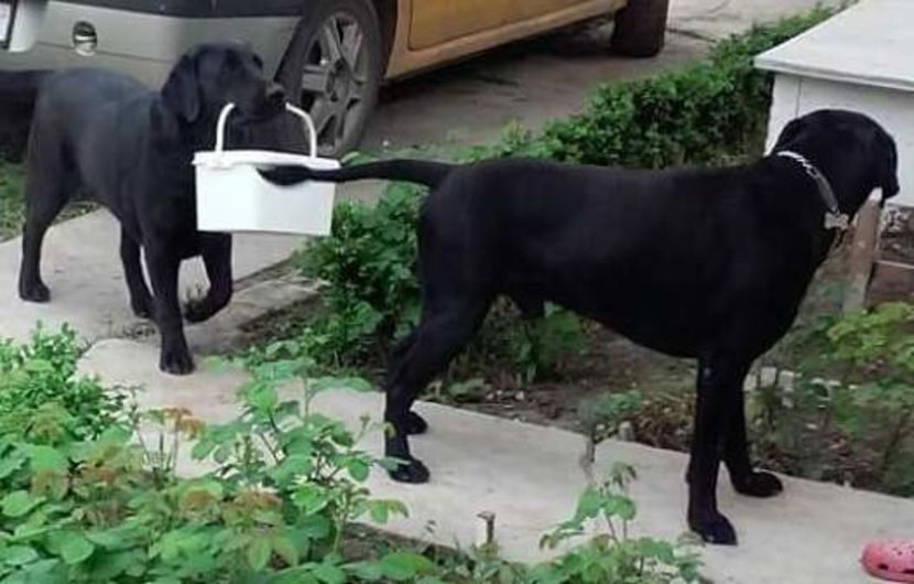 Clara si Bubu merg la picnic - 1 labrador retriever Povestea Clarei si a lui Bubu