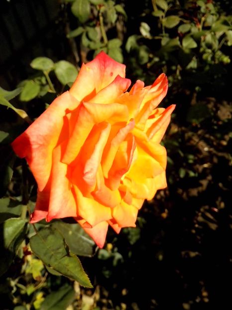 14566409_1044979762315184_1031124360023461524_o - 0 TRANDAFIRI 2016