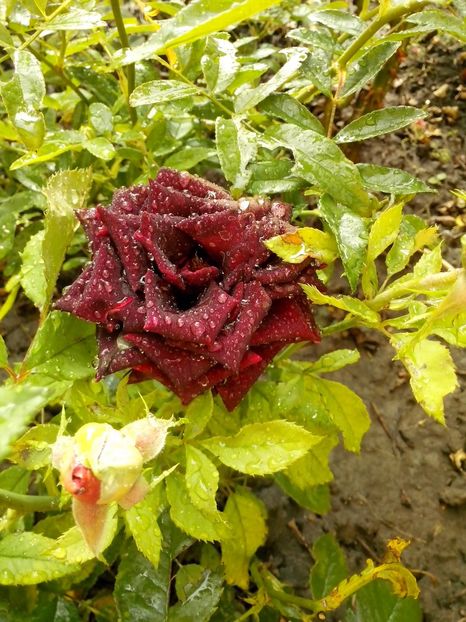 14480529_1041139356032558_3756500115341605612_o