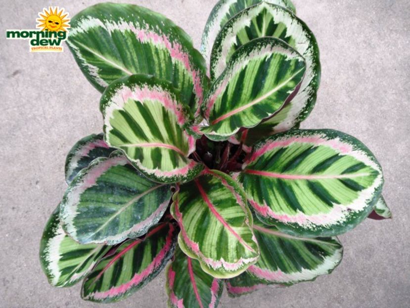 calathea-angela-ptr re