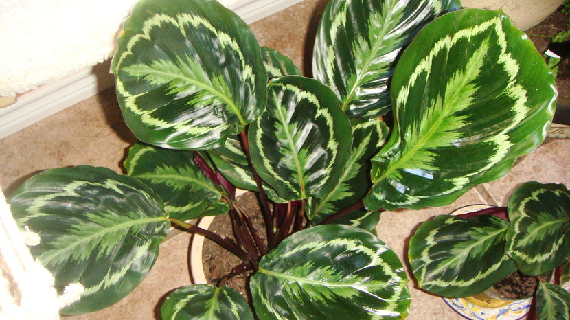 calathea-roseopicta1