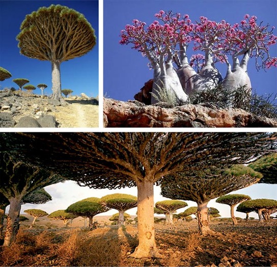 plantele_Extraterestre_ din Yemen - CELE 12 LOCURI DE PE PAMANT CARE AU INSPIRAT PANDORA_PLANETA DIN AVATAR