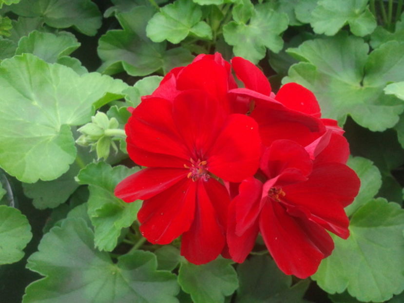 pelargonia_caliope_rysiny