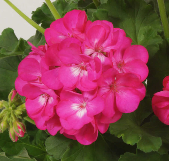 pelargoniums-zonal-geranium-rocky