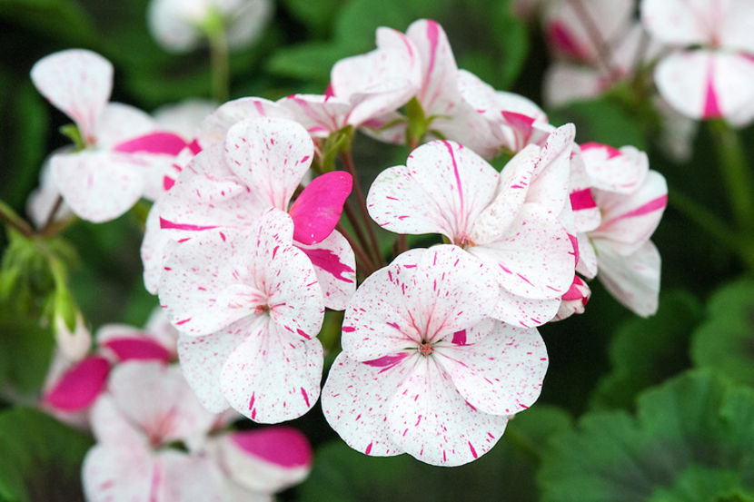 Pelargonium-Wolverton