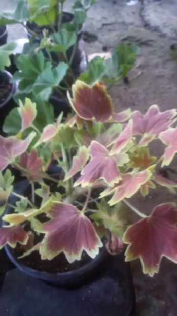 variegata stelata - VAND MUSCATE ZONALE 2017