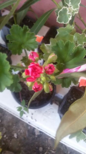 variegata zonala - VAND MUSCATE ZONALE 2017