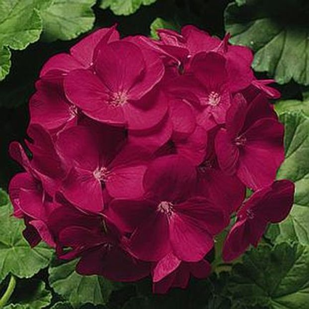 violet_geranium1 - VAND MUSCATE ZONALE 2017