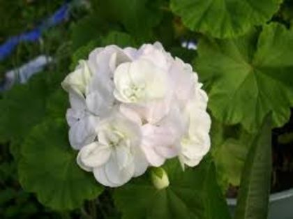 white - VAND MUSCATE ZONALE 2017