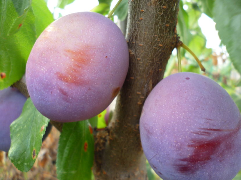 Prune President - 1A Pomi fructiferi altoiti - toamna - 2023