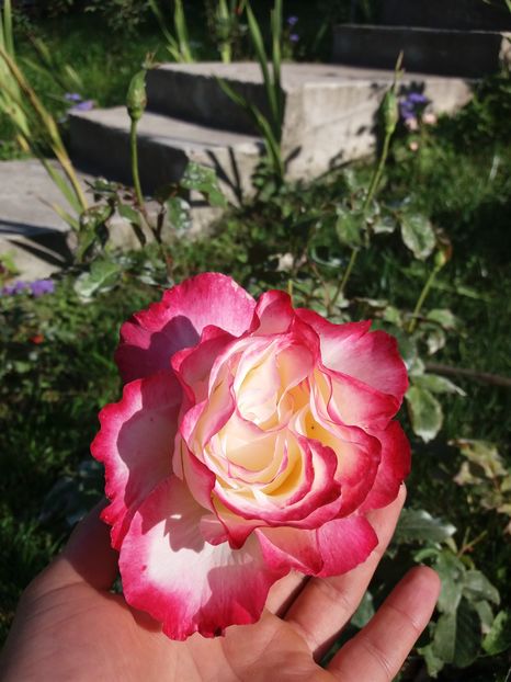 parfum intens! %u2764