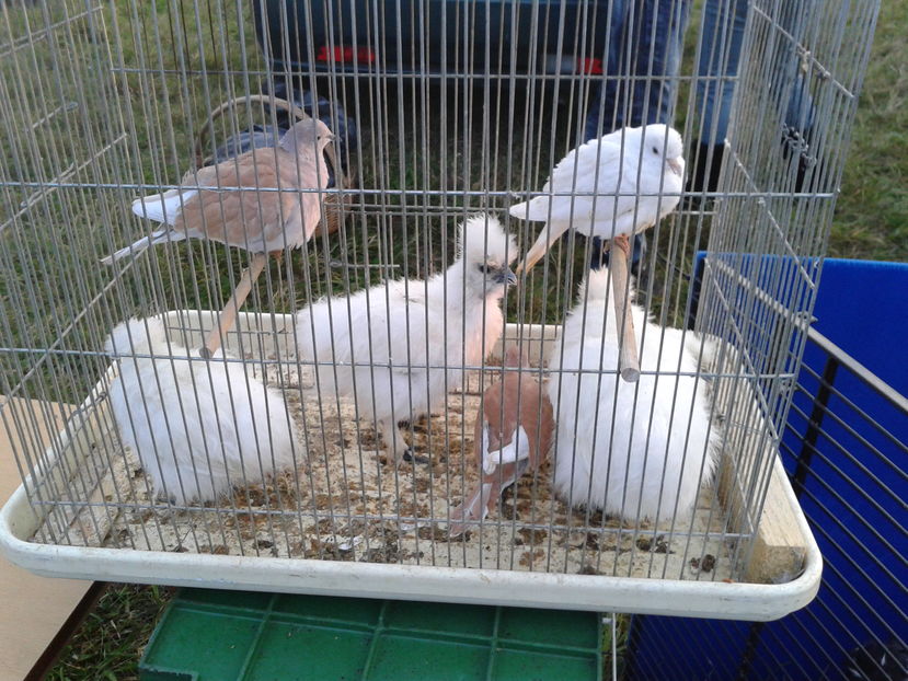 Fotografie0878 - 13---monor 09 10 2016