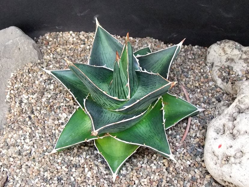 Agave difformis nana