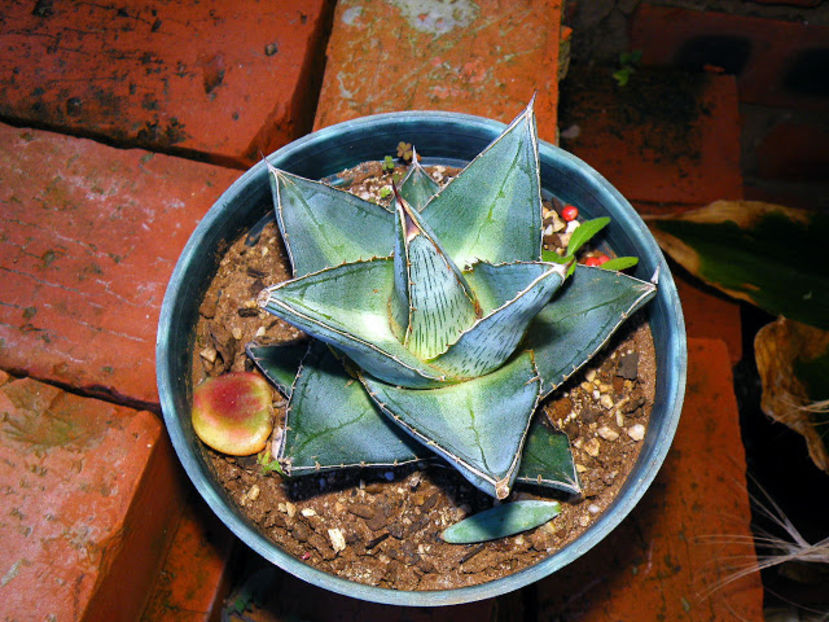 Agave pumila cv Nana - achizitionata - Whish list pentru viata urmatoare1