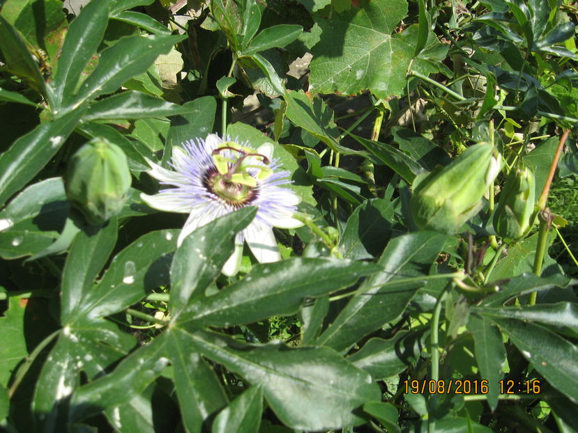 Picture 7035 - Passiflora caerulea