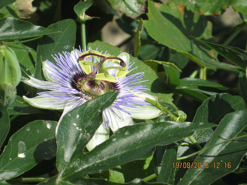 Picture 7037 - Passiflora caerulea