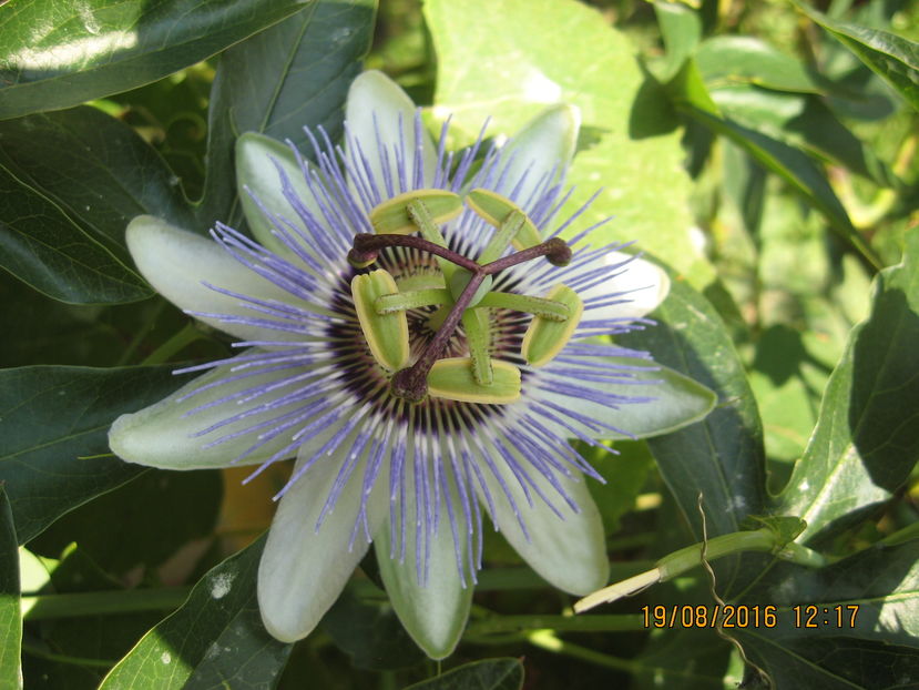 Picture 7038 - Passiflora caerulea