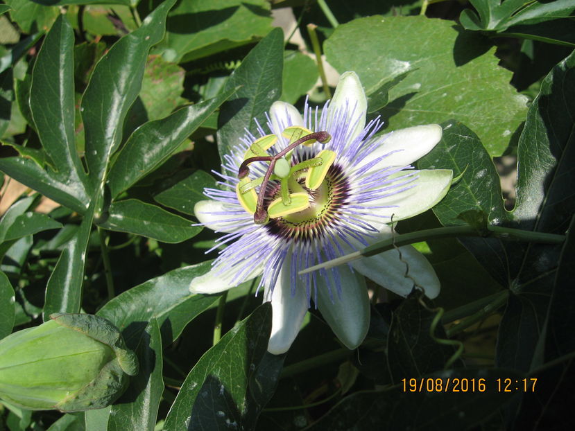 Picture 7039 - Passiflora caerulea