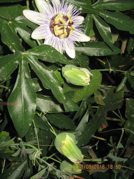 Picture 7046 - Passiflora caerulea