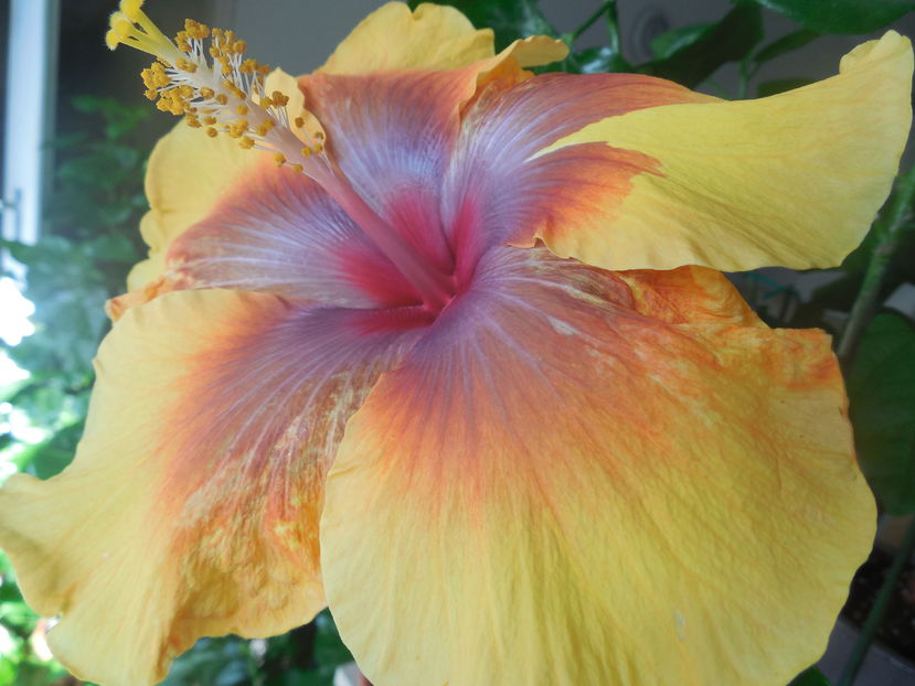 Moorea Vaireva - 0Hibiscus in colectie infloriti