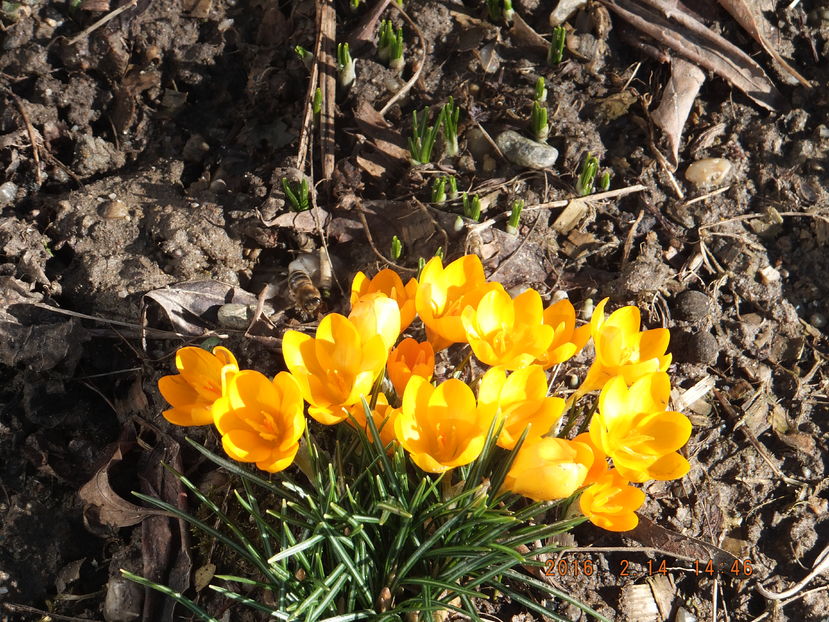 14-02-2016 DSCF3452 - Crocus sativum