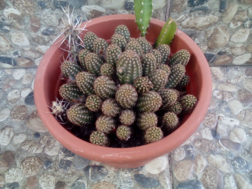 - Cactusi si suculente 2016