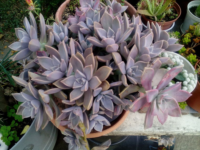  - Cactusi si suculente 2016