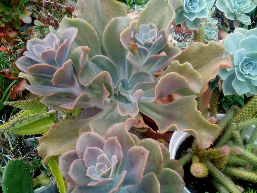  - Cactusi si suculente 2016
