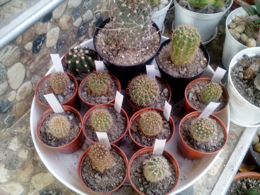  - Cactusi si suculente 2016
