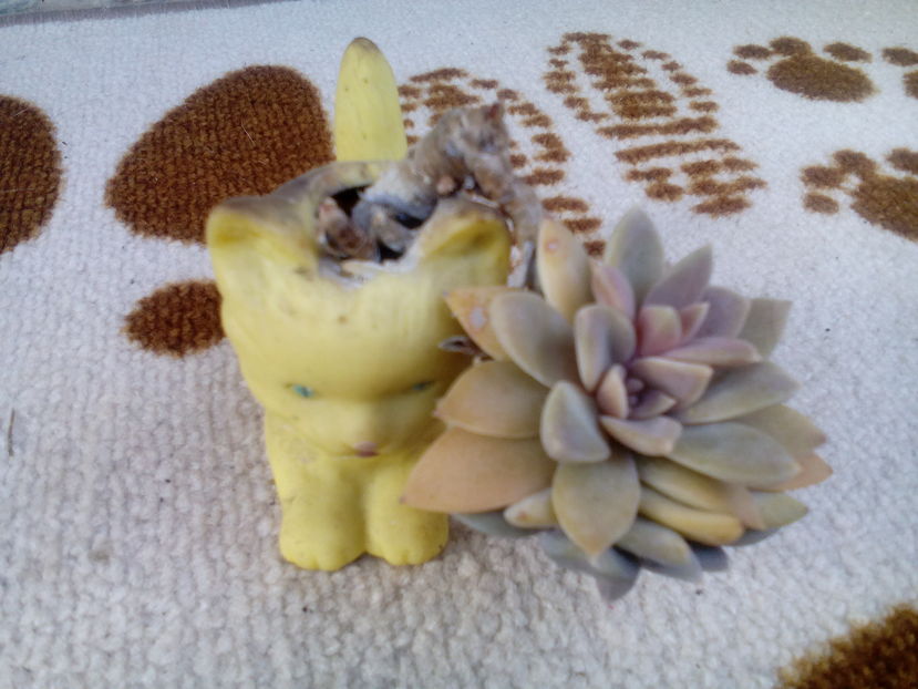  - Cactusi si suculente 2016