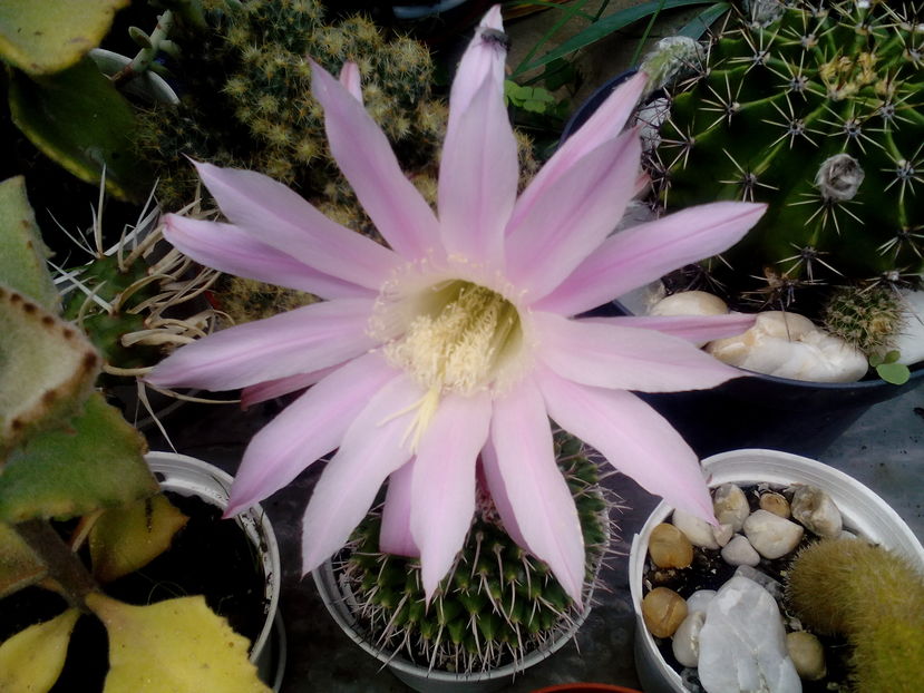  - Cactusi si suculente 2016