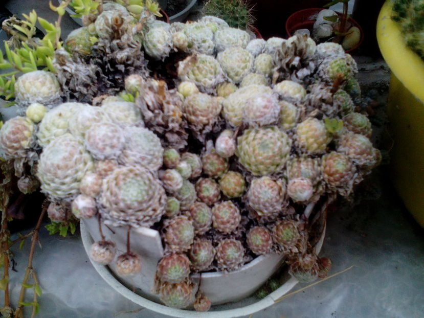  - Cactusi si suculente 2016